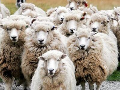 Ηλεία: Έπιασαν τους ζωοκλέφτες του Τραγανού 