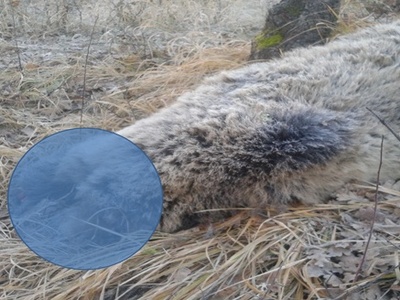 Δηλητηρίασαν και ακρωτηρίασαν έγκυο αρκο...
