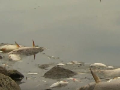 100 τόνοι νεκρών ψαριών στις όχθες του Ό...