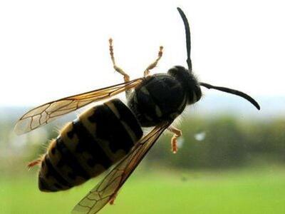 Τι πρέπει να κάνουμε σε περίπτωση αλλεργικού σοκ