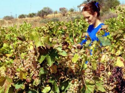Γρηγόρι Αιγιαλείας: Ξεκινούν απόψε οι εκ...