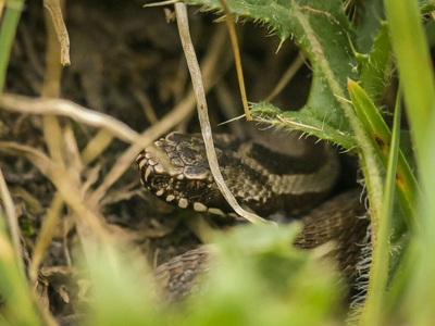 Σύρος: Σε σοβαρή κατάσταση νοσηλεύεται 1...