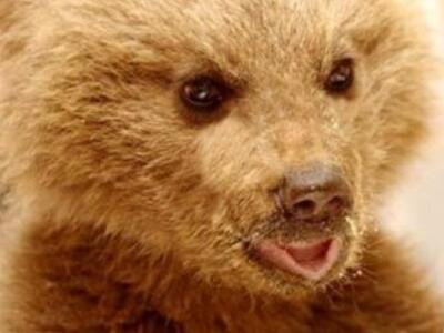 Αρκτούρος: Φροντίζει ένα νεογέννητο ορφα...