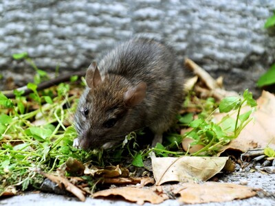 Ποντίκια τρώνε το ένα το άλλο για να επιβιώσουν!