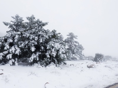Πυκνή χιονόπτωση στον Χελμό - Κύμα έντον...