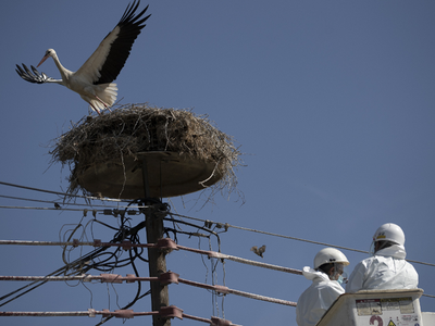 Φτερωτά... «αρραβωνιάσματα» λευκοπελαργών! 