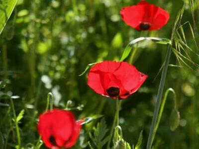 Πάτρα: Σε Υψηλά Αλώνια και Ομόνοια και φ...