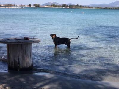 Σκύλος ...ψαράς στην Πρέβεζα τρελαίνει τ...