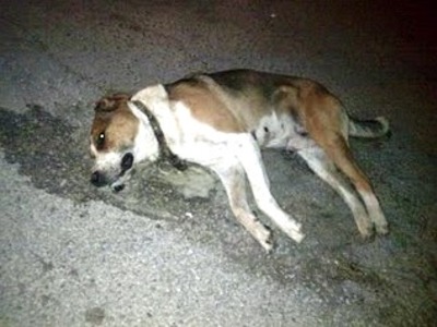 Πυροβόλησαν και σκότωσαν σκύλο στα Αραχωβίτικα