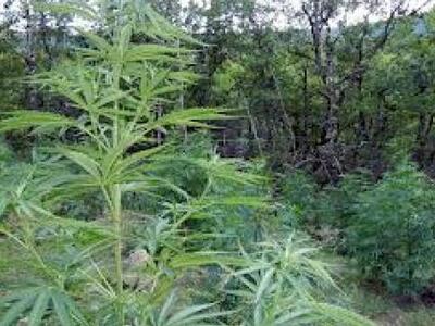 Συνταξιούχος αστυνομικός καλλιεργούσε χα...