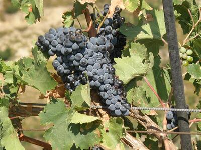 Το ταμείον είναι… μείον για τους αγρότες