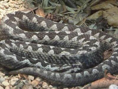 Πάτρα: Τα Ερπετά, η λαϊκή δεισιδαιμονία ...