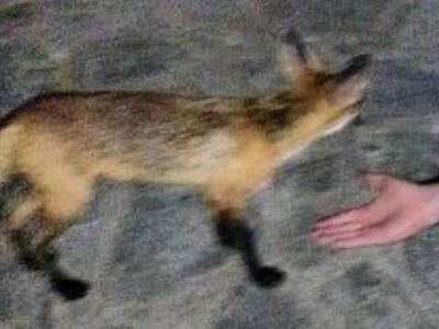 Αλεπού κάθε βράδυ στον κήπο πολύ γνωστής...