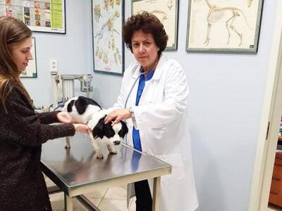 Παγκόσμια Ημέρα Αδέσποτων Ζώων-Το μήνυμα...