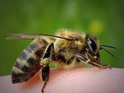 58χρονος πέθανε από τσίμπημα σφήκας στην...