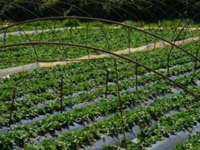 Διάχυτη ανησυχία και κλίμα φόβου στη Μανωλάδα 