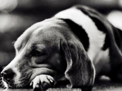 Αχαϊα: Δηλητηρίασε σκύλο στο Καλέντζι κι...