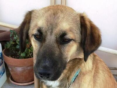 Βρέθηκε ο πεισματάρης Ορφέας είναι όμως ...