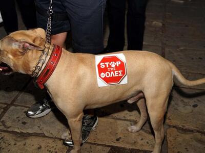 Ηλεία: Άγνωστος έριξε φόλες σε σκυλιά 43χρονου