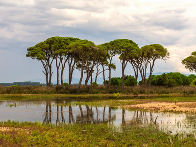 Στροφυλιά: Το δάσος της Αχαΐας που θυμίζει Κένυα!