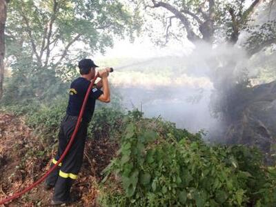 Σε εξέλιξη φωτιά στα Σαγέικα Αχαΐας