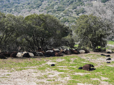 Καθολικό lockdown στα κτηνοτροφικά προϊό...