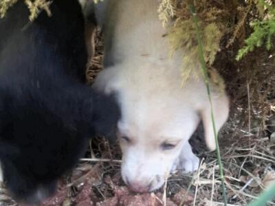  Παράτησαν δύο όμορφα κουταβάκια έξω από...