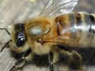 Η έλλειψη μελισσών απειλεί τις ευρωπαϊκέ...