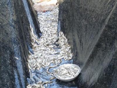 Αιτωλοακαρνανία: Ψάρευαν παράνομα αθερίν...