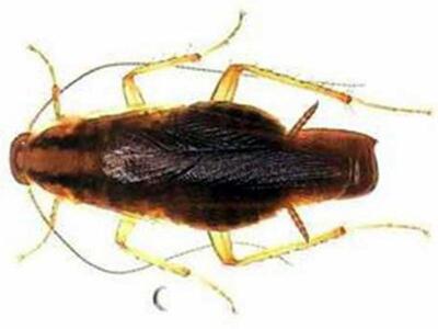 Κατσαρίδες: Έντομα υψηλού κινδύνου για τ...