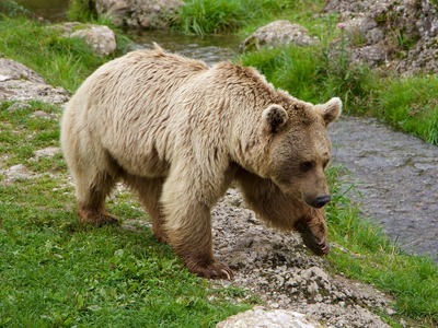 Δράμα: Αρκούδα επιτέθηκε σε δύο ορειβάτε...
