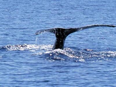 Απογραφή των φαλαινών από... το Διάστημα