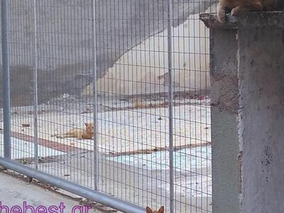 Ο τυχερός γάτος και οι δύο ακοίμητοι φρουροί του