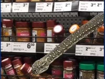 Πύθωνας «πετάγεται» από ράφι σούπερ μάρκ...