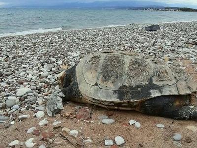 Νεκρή χελώνα στην παραλία Νιφορεΐκων- ΦΩΤΟ 