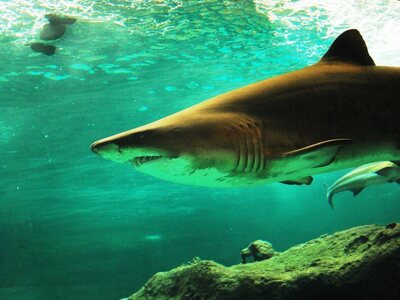 Τα λείψανα ενός άνδρα βρέθηκαν στο στομά...