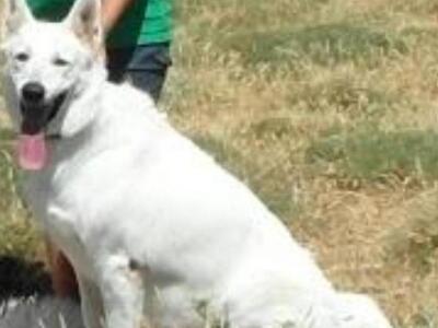 Πάτρα: Βρέθηκε νεκρή η Ιώ, η πανέμορφη σ...