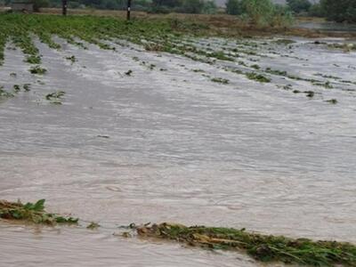 Αιτωλοακαρνανία: Πνίγηκαν κοπάδια απο τη...