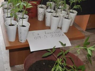 Ηλεία: Συνελήφθη ένας ακόμα καλλιεργητής...