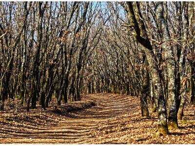 Αναστολή για τους Δασικούς Χάρτες θα ζητ...