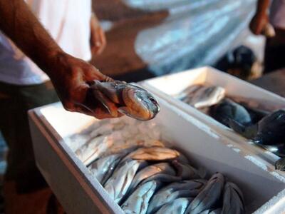 Οι μισές τσιπούρες που τρώνε οι Γερμανοί...