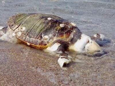 Νεκρή άλλη μια Καρέτα - Καρέτα, η τέταρτ...