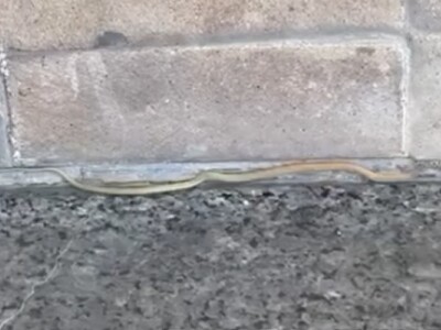 Πάτρα: Φίδι «απολάμβανε» τον πεζόδρομο τ...