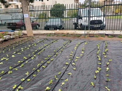 Μια πράσινη τάξη στην αυλή: Λαχανόκηποι ...