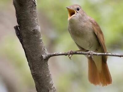 Τα αηδόνια παράγουν 1160 μουσικές νότες!