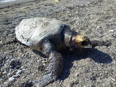 Η θάλασσα ξέβρασε νεκρή χελώνα στη Λακκόπετρα
