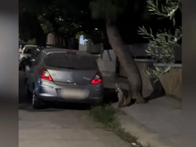 Αλεπούδες βολτάρουν σε γειτονιά στο Αιγάλεω 