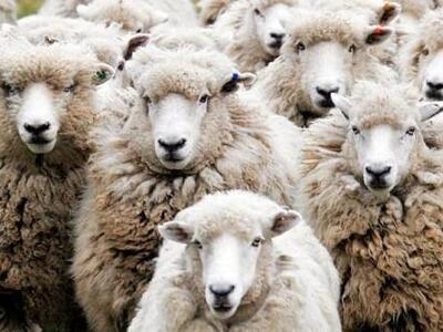 Ημαθία: Του άρπαξε τα πρόβατα μπροστά στ...