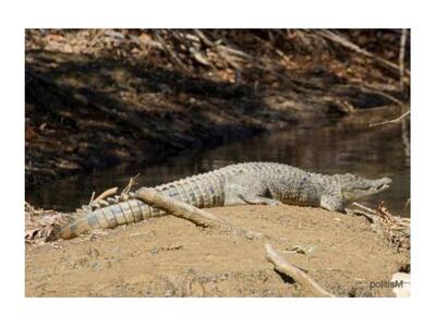 Νεκρός ο Σήφης ο κροκόδειλος - Δεν άντεξ...