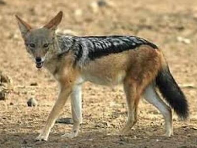 Αχαϊα: Παρέμβαση Λαλιώτη στον ΕΛΓΑ για τ...